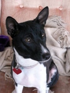 Le Basenji, un chien qui n'aboie pas