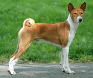 Le Basenji, un chien qui n'aboie pas
