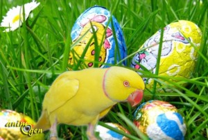 danger-pâques-fête-santé-alimentation-plantes-toxiques-chocolat-sucre-porte-fenêtre-précautions-oiseaux-perroquets-psittacidés-jeux-ludiques-animaux-animogen-2