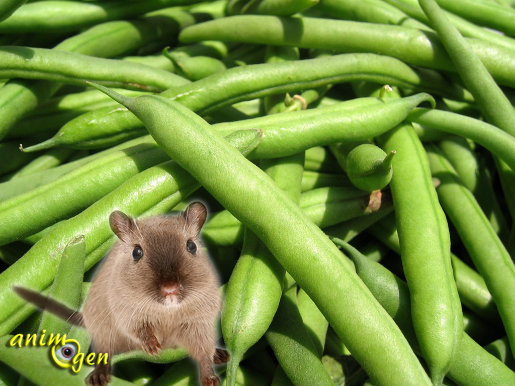 Liste des aliments toxiques et interdits pour les gerbilles, ou Mériones de Mongolie animOgen