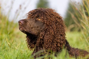 Les races de chiens dites hypoallergéniques