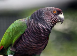 L'Amazone impériale, ou Amazone sisserou (Amazona imperialis), perroquet relique des Antilles