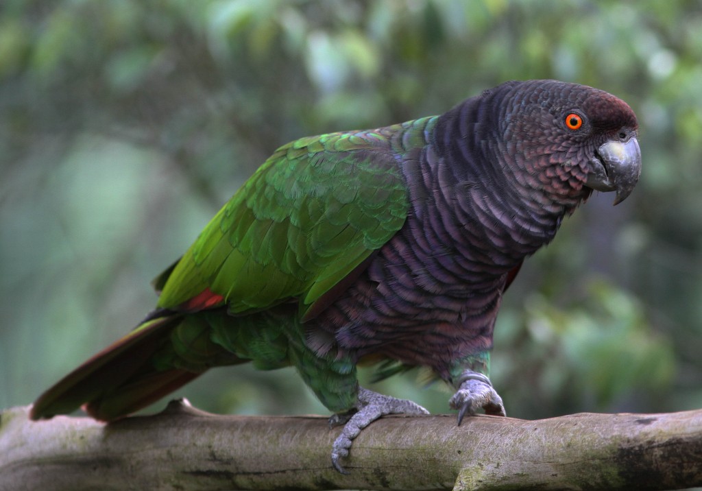 Amazone-impériale-sisserou-amazona-imperialis-perroquets-psittacidés-oiseaux-sauvages-menacés-danger-extinction-animal-animaux-compagnie-animogen-3