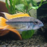 Poisson d'eau douce : l'Apistogramma cacatuoides