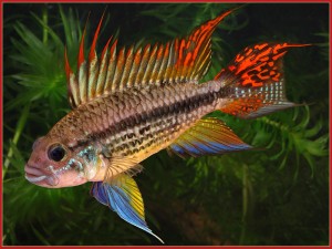 Poisson d'eau douce : l'Apistogramma cacatuoides