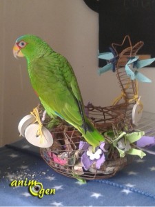 Jouet de foraging pour nos perroquets : la cocotte de printemps (argile, boîte à oeufs et papillotes)