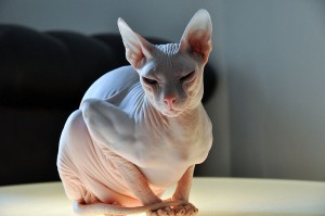 Race de chat - le Donskoy, Don hairless, Don sphynx, ou sphynx du Don