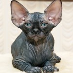 Race de chat - le Donskoy, Don hairless, Don sphynx, ou sphynx du Don