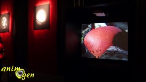 " Bêtes de sexe, la séduction dans le monde animal " : une exposition qui annonce ses couleurs