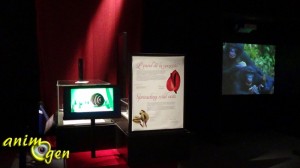 " Bêtes de sexe, la séduction dans le monde animal " : une exposition qui annonce ses couleurs