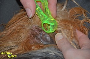 Exitick (Bayer), un accessoire efficace pour retirer les tiques chez nos animaux de compagnie