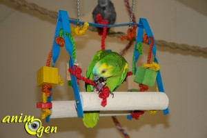 Balançoires, pour grands perroquets, avec armature en métal,de la marque Polly's Perfect Playthings