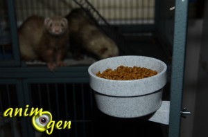 Gamelle Crock (Savic) pour furet, rongeur, lapin et oiseau