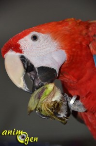 L'artichaut pour nos perroquets