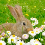 Alimentation : nos lapins savent-ils d'instinct comment bien se nourrir ?