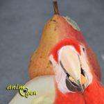 Alimentation : la poire Williams rouge, une caresse vitaminée pour nos perroquets