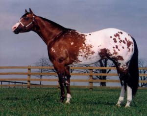 L'Appaloosa