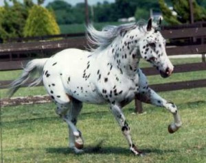 L'Appaloosa