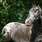 L'Appaloosa