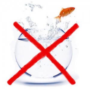 Comment choisir un aquarium d'eau douce ?