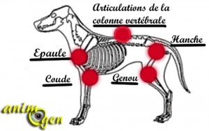 Comment identifier et soigner l'arthrite chez le chien ?