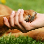 Comment identifier et soigner l'arthrite chez le chien ?