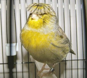 Le canari (Serinus canaria)