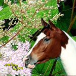 Les plantes comme vermifuges naturels pour les chevaux
