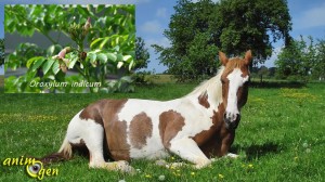 Les plantes comme vermifuges naturels pour les chevaux