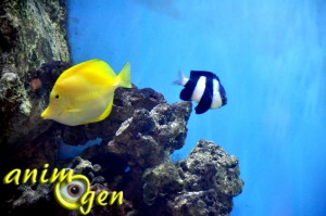 Poisson chirurgien jaune, ou Zebrasoma flavescens 