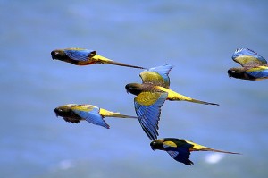 Le comportement en communauté des perroquets dans la nature