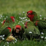 Le comportement en communauté des perroquets dans la nature