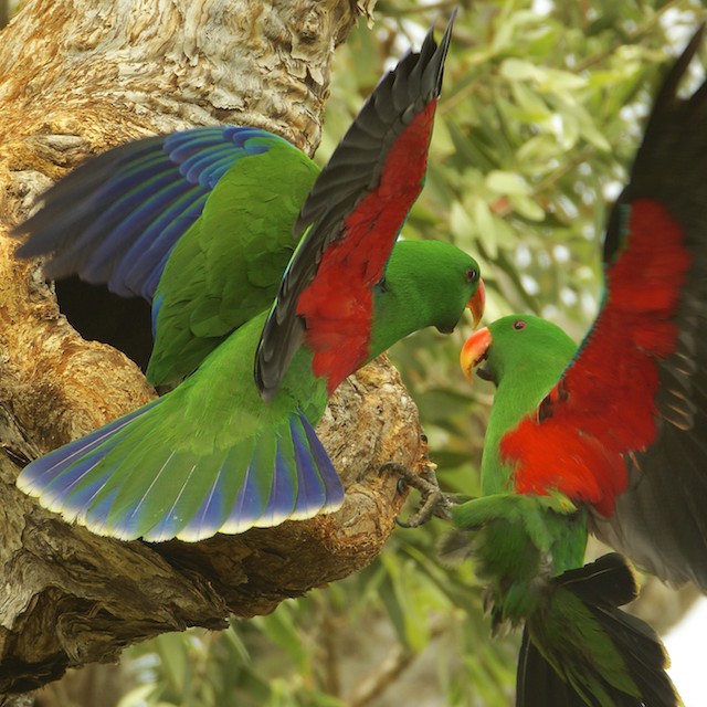 Le comportement en communauté des perroquets dans la nature