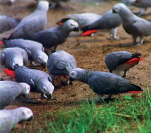 Le comportement en communauté des perroquets dans la nature