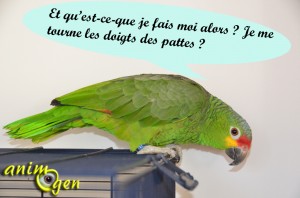 Troubles du comportement chez les perroquets : l'importance de la stimulation