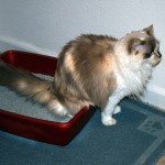 Santé : la cystite aigüe chez le chat (causes, symptômes, traitement)