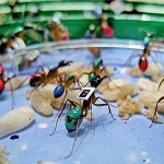 Le comportement des fourmis décrypté par les scientifiques de l'Université de Lausanne (UNIL)