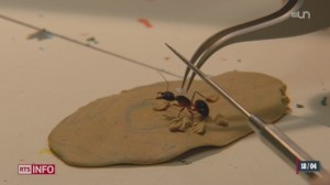 Le comportement des fourmis décrypté par les scientifiques de l'Université de Lausanne (UNIL)