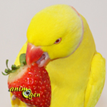 Alimentation : les fruits frais autorisés pour nos perroquets