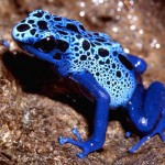 La grenouille dendrobate bleue (Dendrobate azureus)