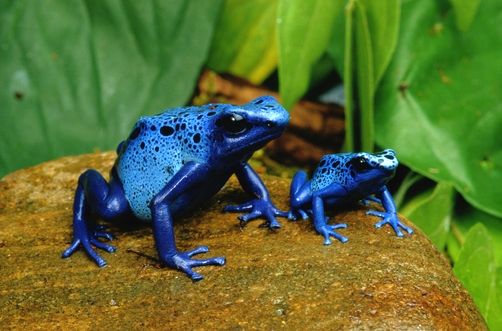 La grenouille dendrobate bleue (Dendrobate azureus)