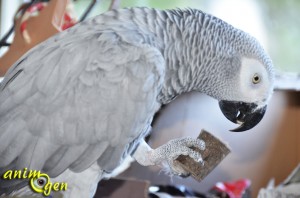 Le perroquet gris du Gabon, ou Psittacus erithacus erithacus, une sensibilité à fleur de peau