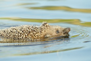 Le hérisson commun (Erinaceus Europeus)