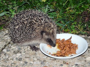 Le hérisson commun (Erinaceus Europeus)
