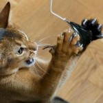 Idées de jeux pour chats à fabriquer soi-même