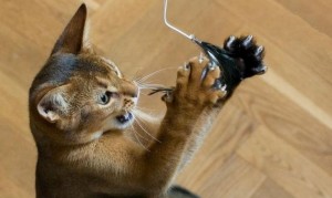 Idées de jeux pour chats à fabriquer soi-même