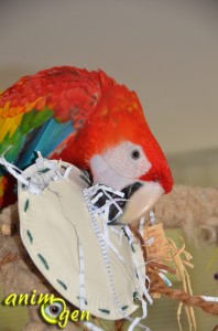 Le lapin, un jouet de foraging pour perroquet à fabriquer soi-même avec des assiettes en carton