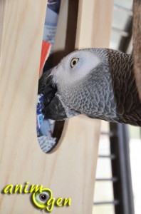 Perroquets : fabriquez une boîte à trésor avec une boîte à mouchoirs