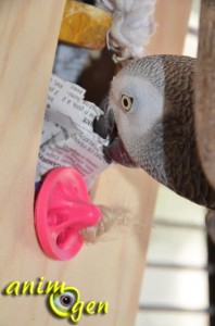 Perroquets : fabriquez une boîte à trésor avec une boîte à mouchoirs