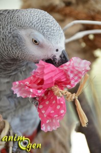 Fabriquez un jouet-fleur pour vos perroquets